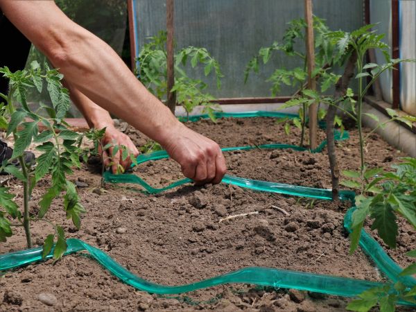 Greenhouse Irrigation Repair