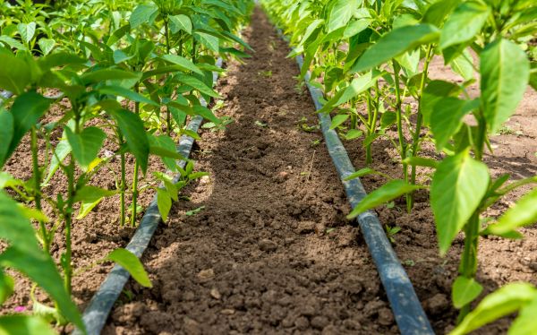 Crop Irrigation System Repair
